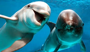 Los delfines “hablan casi como humanos”, descubre estudio