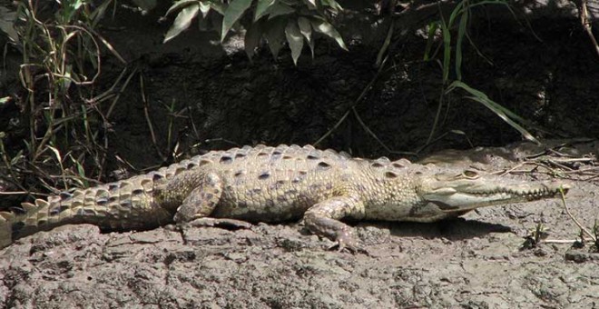 cocodrilo