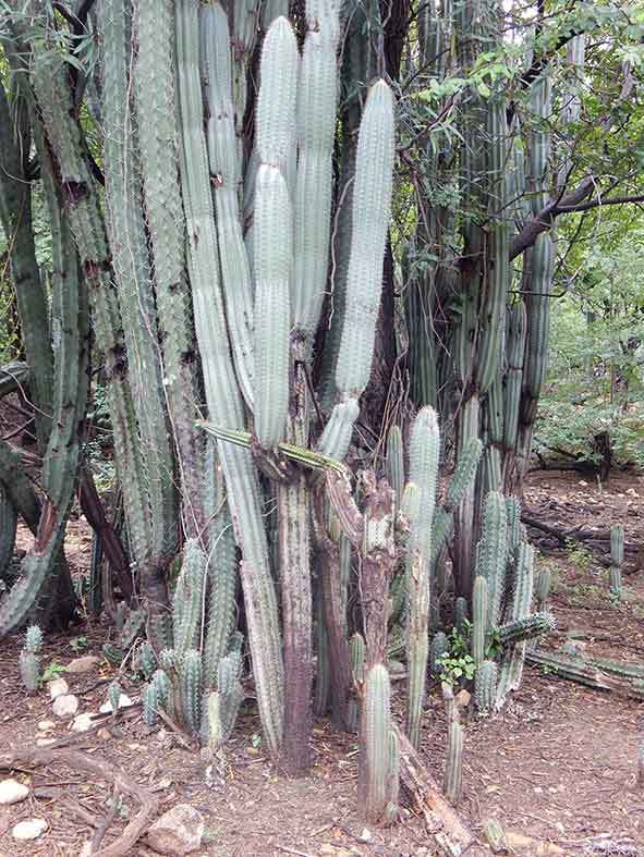 Cactus podrido por contaminación de la tierra