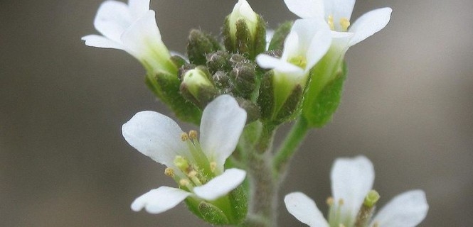 Foto: Wikimedia