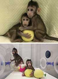 Zhong Zhong y Hua Hua son clones de macacos cangrejeros Foto Ap y Afp