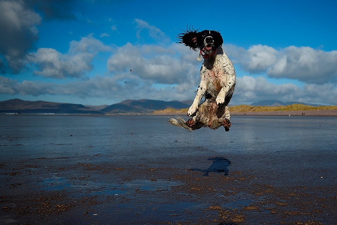 Un perro salta para capturar un balón en la playa cerca de Rossbeigh en Irlanda. Clodagh Kilcoyne Reuters