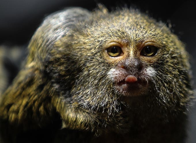 Un mono tití pigmeo en el Parque Zoológico Santa Fe de Medellín, Colombia. Joaquin Sarmiento AFP