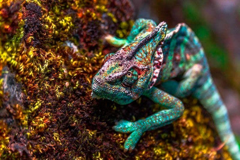 El primer plano de un camaleón revela los vivos colores de su piel escamosa. Habitualmente, se asume que los camaleones cambian de color para confundirse con su entorno, pero esa no es toda la historia: la espectacular piel de los reptiles también transmite información a enemigos o parejas potenciales. Foto: Raúl MCM/ National Geographic.