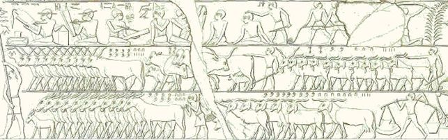 La escena (copiada por el egiptólogo Lepsius) muestra un grupo de escribas contando cabezas de ganado. En la segunda fila podemos observar 835 cabezas a la izquierda, y alrededor de 2235 cabras a la derecha. En la fila inferior se pueden observar 760 asnos a la izquierda y 974 cabras a la derecha. Lepsius Denkmahler