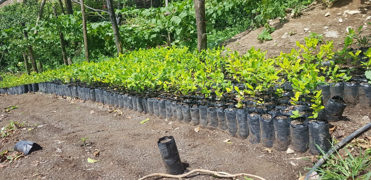 Plantas de coca para producir cocaína en Honduras. Foto: Reuters
