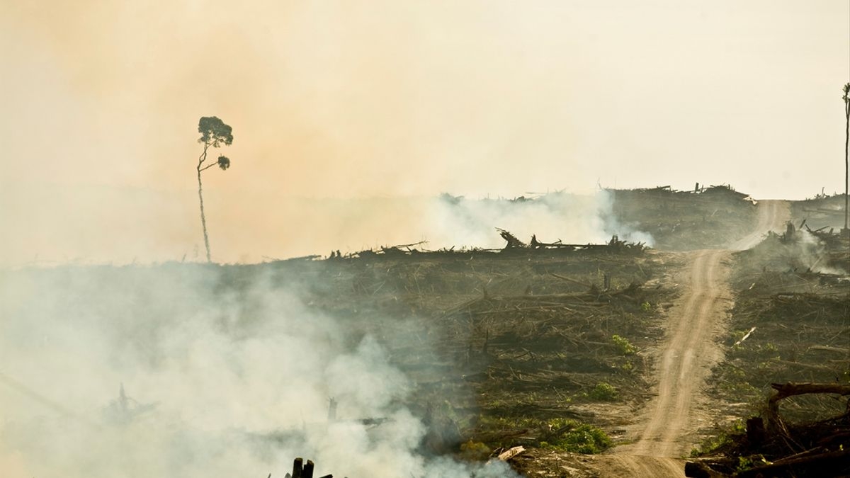 Deforestación para plantaciones de palma /Rainforest