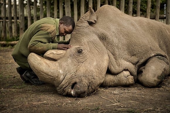 Joseph Wachira consuela a Sudán, el último rinoceronte blanco del norte macho que quedaba en el planeta, momentos antes de fallecer en el centro Ol Pejeta Wildlife Conservancy , al norte de Kenia. Sufriendo de complicaciones relacionadas con la edad, murió rodeado de las personas que lo habían cuidado. Foto: Ami Vitale / Wildlife Photographer of the Year 2020