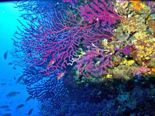 Un banco de la especie Paramuricea clavata coralligeno.Foto Europa Press