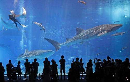 Tiburones ballena nadan en el tanque de la Corriente Negra en el Acuario Okinawa Churaumi, Japón. La imagen fue captada en 2013. Foto Ap