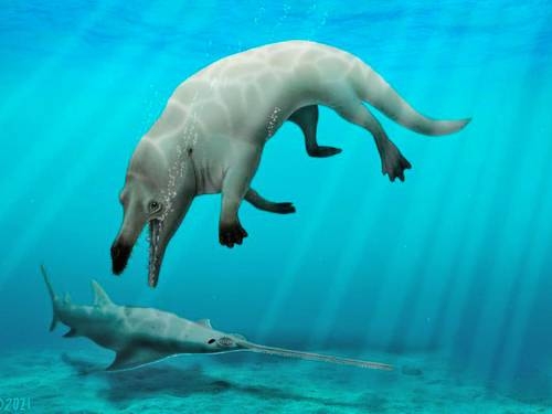 Recreación del Phiomicetus anubis, que tenía piernas con patas palmeadas para perseguir a sus presas tanto en el agua como en la tierra. Foto Abdullah Gohar