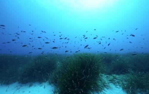 Exuberantes praderas de posidonia en el Mediterráneo.Foto Hydra Marine Sciences GMBH